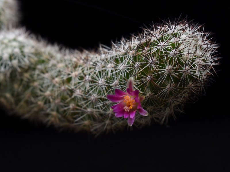 Mammillaria sphacelata ssp. viperina FO 196