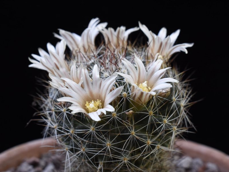 Mammillaria picta BZ 29
