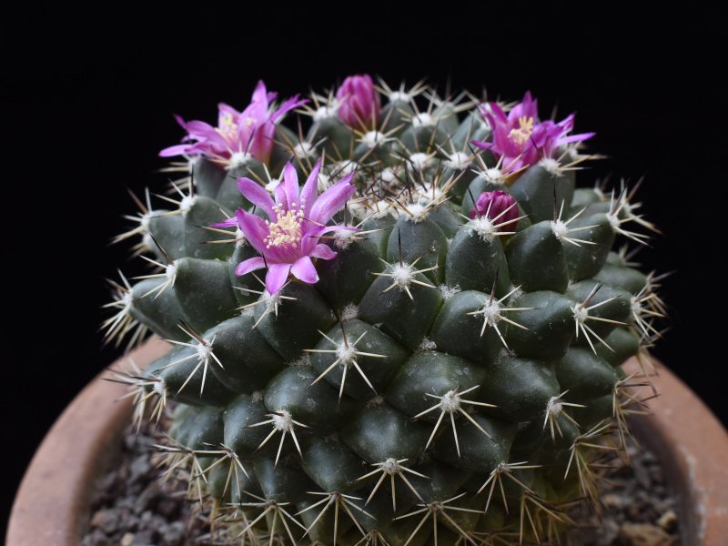 Mammillaria chaletii PN 638