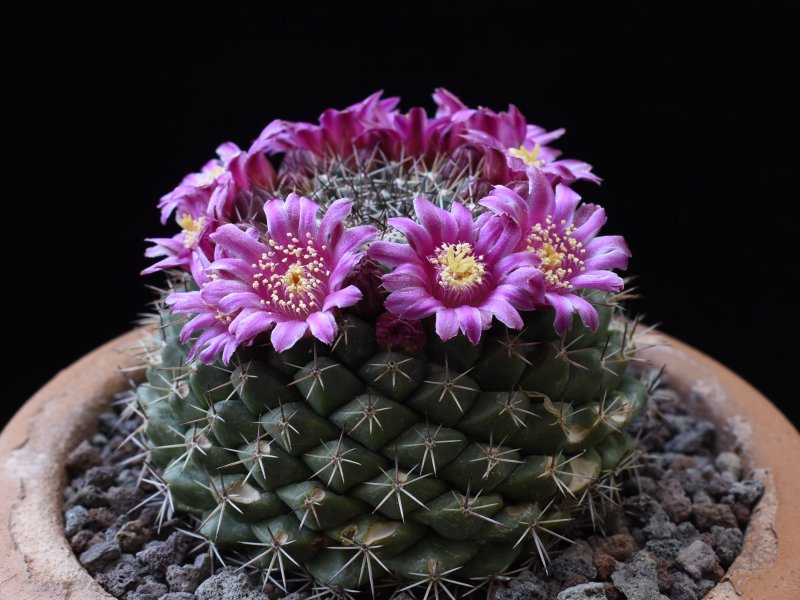 Mammillaria chaletii PN 637