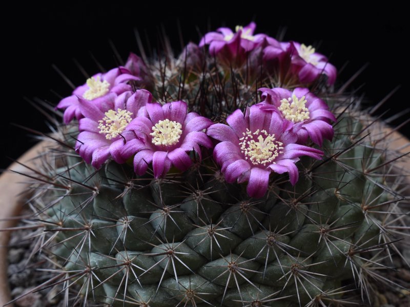 Mammillaria sonorensis SB 706