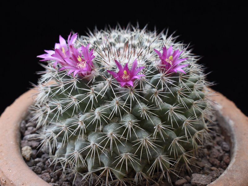 Mammillaria standleyi PN 385R