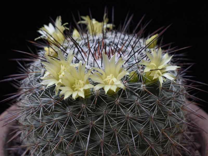 Mammillaria sinforosensis ssp. cobrensis TL 495