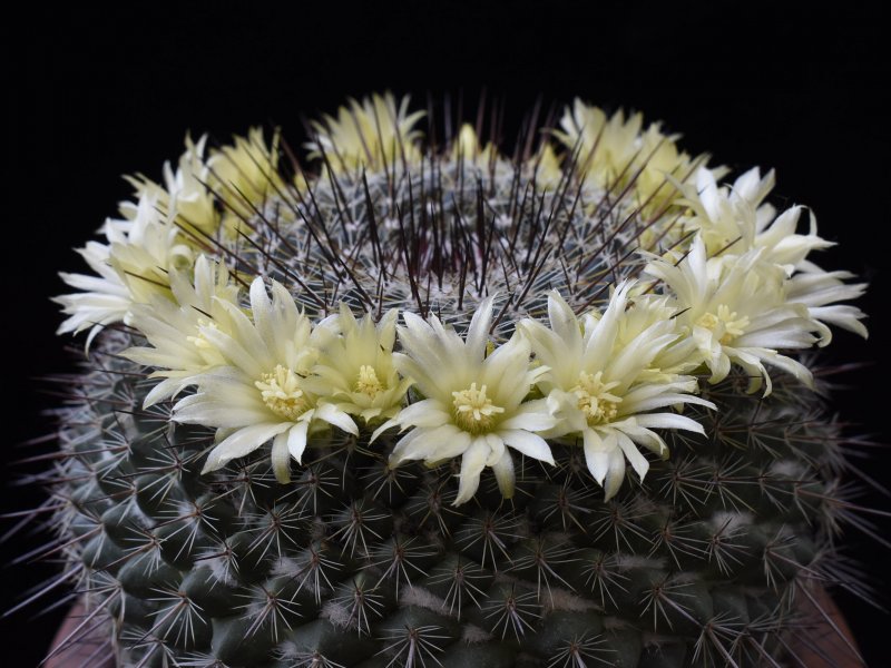 Mammillaria cobrensis lau 1135