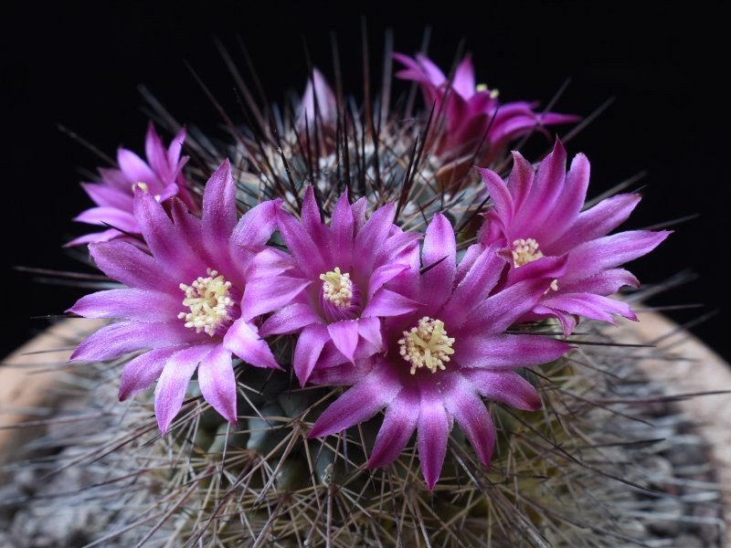 Mammillaria tesopacensis ROG 693