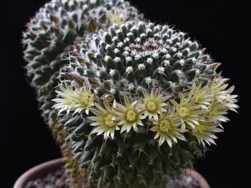 Mammillaria karwinskiana ML 352