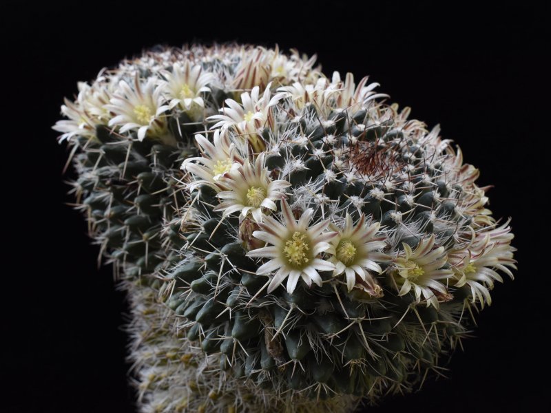 Mammillaria karwinskiana SB 1174