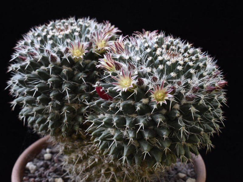 Mammillaria karwinskiana ssp. nejapensis 