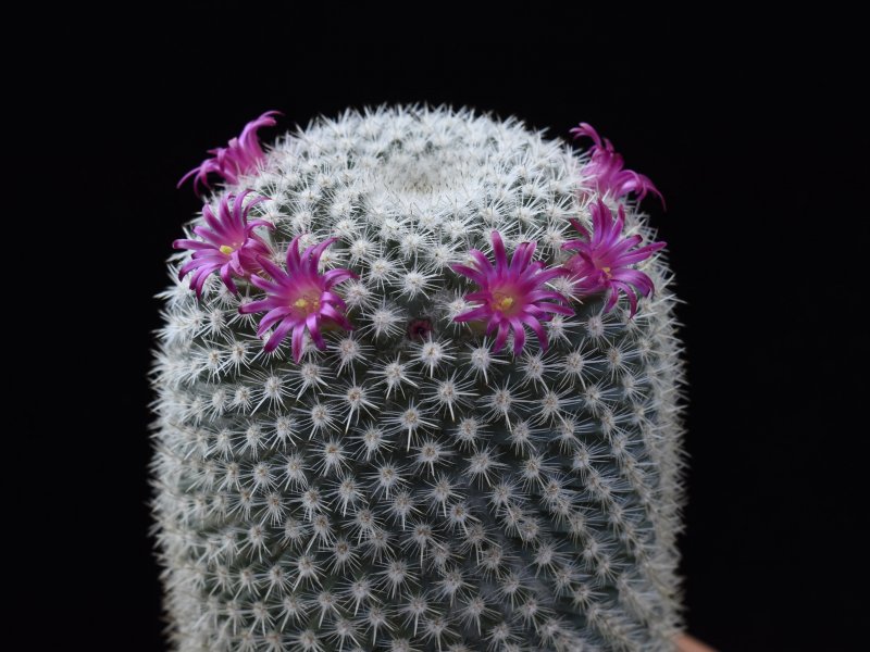 Mammillaria noureddineana MBF 157