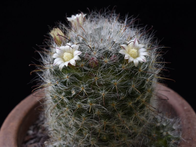Mammillaria aff. haehneliana P 458
