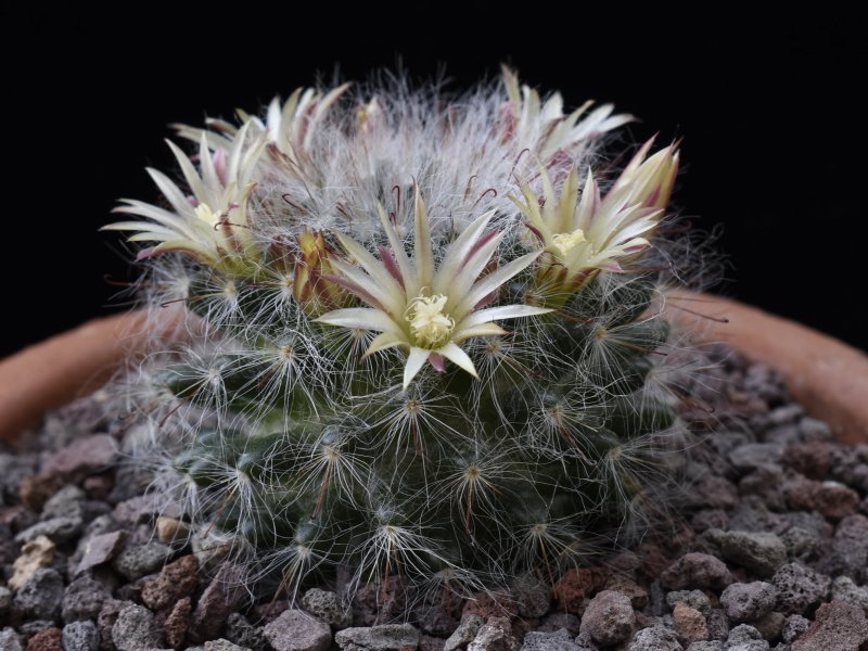 Mammillaria hirsuta REP 1515
