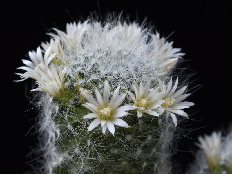 Mammillaria scheinvariana 