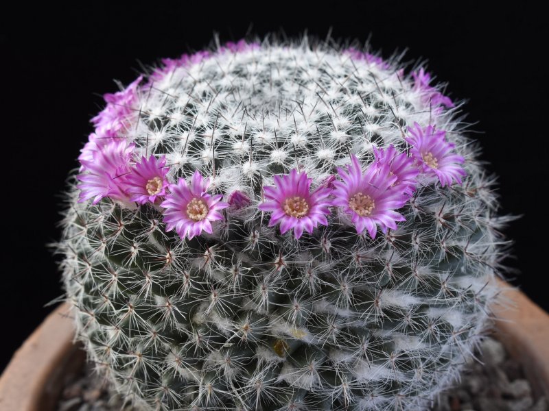 Mammillaria saetigera ssp. woodsii ROG 578