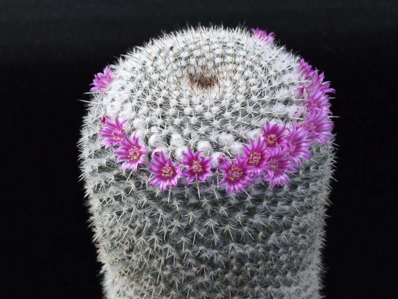 Mammillaria albata ROG 101