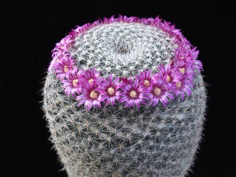 Mammillaria aff. saetigera ssp. woodsii ROG 580