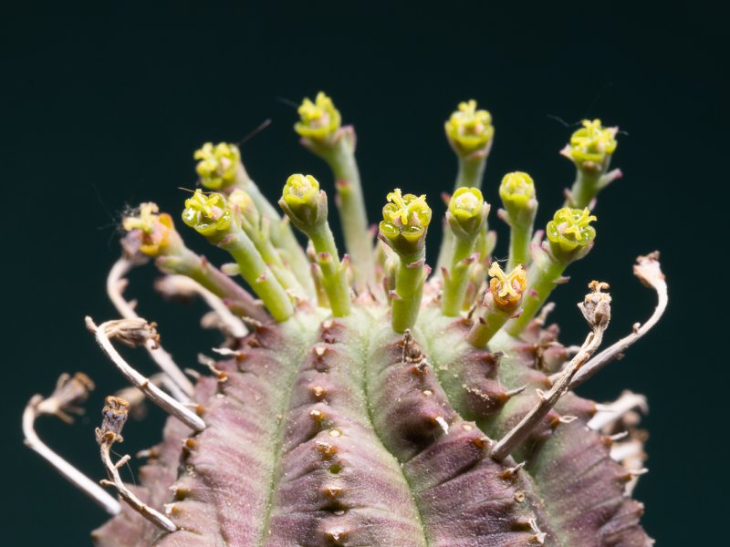 Euphorbia infausta 