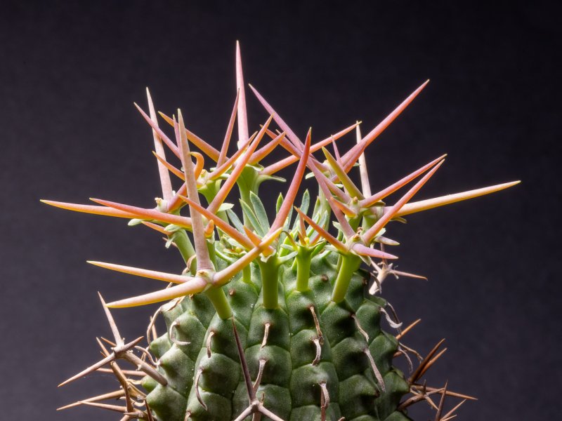 euphorbia stellaespina