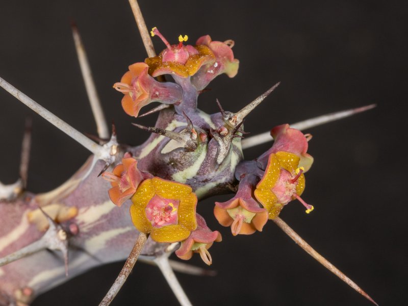 euphorbia triaculeata