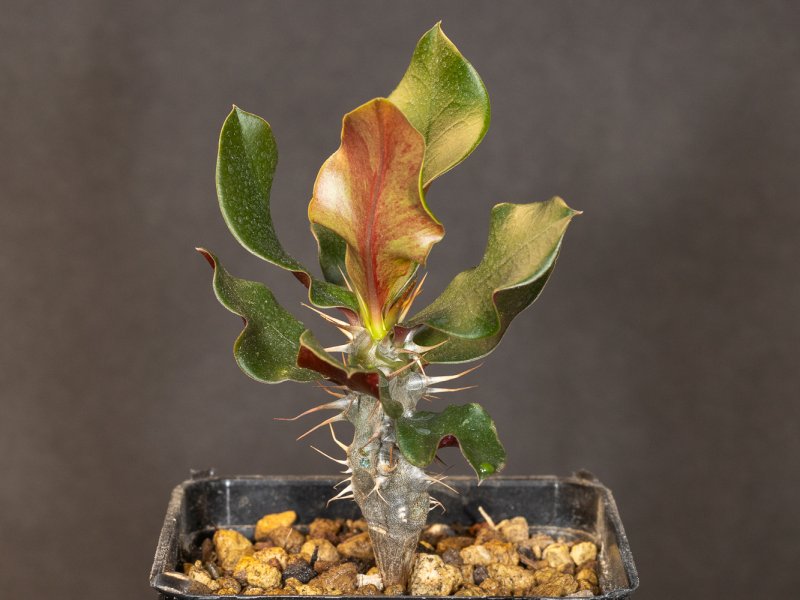 Euphorbia delphinensis 