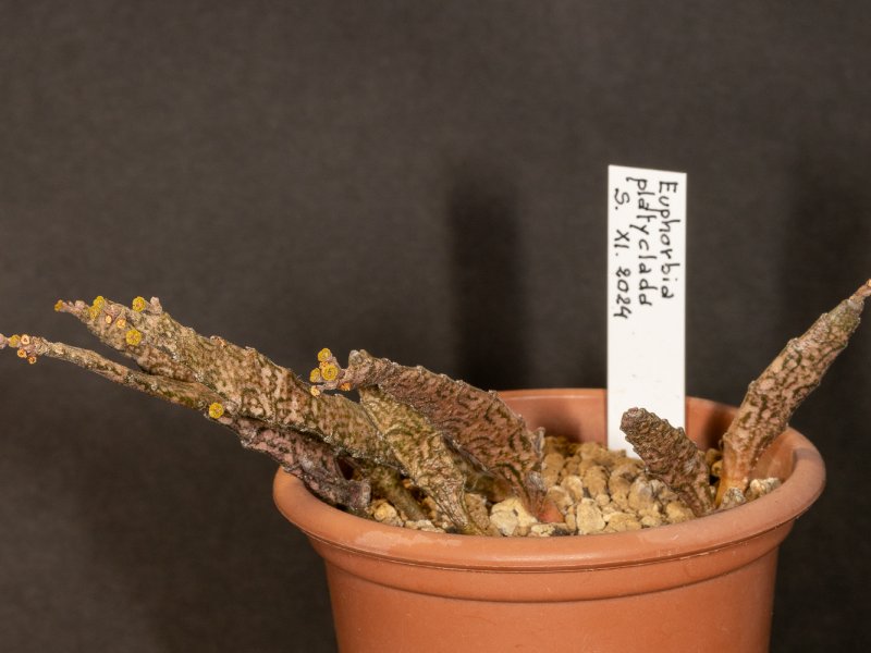 Euphorbia platyclada 
