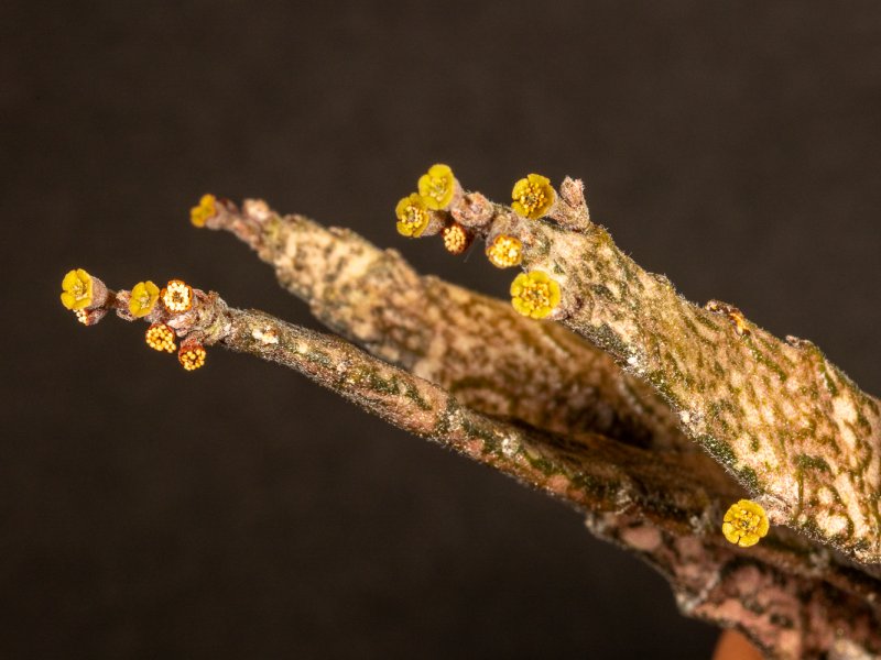 Euphorbia platyclada 