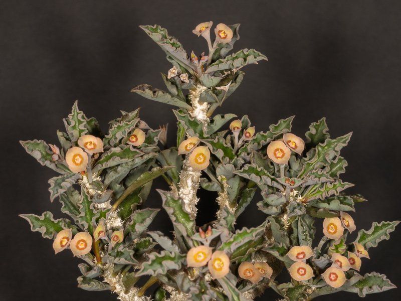 Euphorbia cap-saintemariensis 