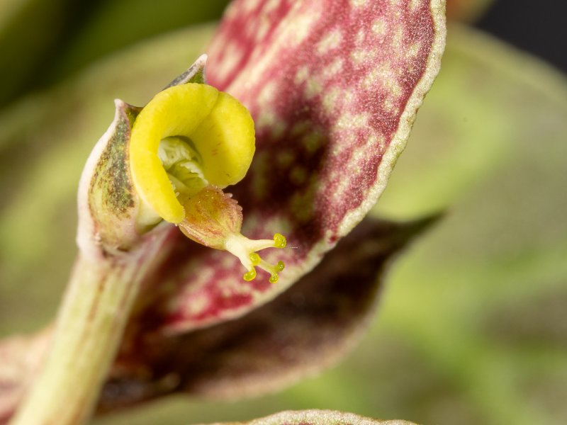 euphorbia neostolonifera