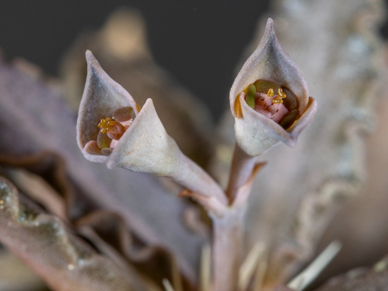 Euphorbia tulearensis 