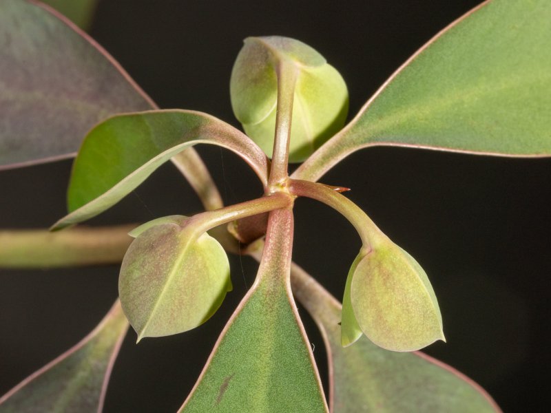 euphorbia lupulina