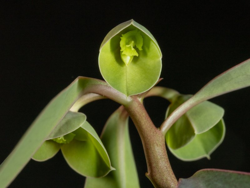 Euphorbia lupulina 