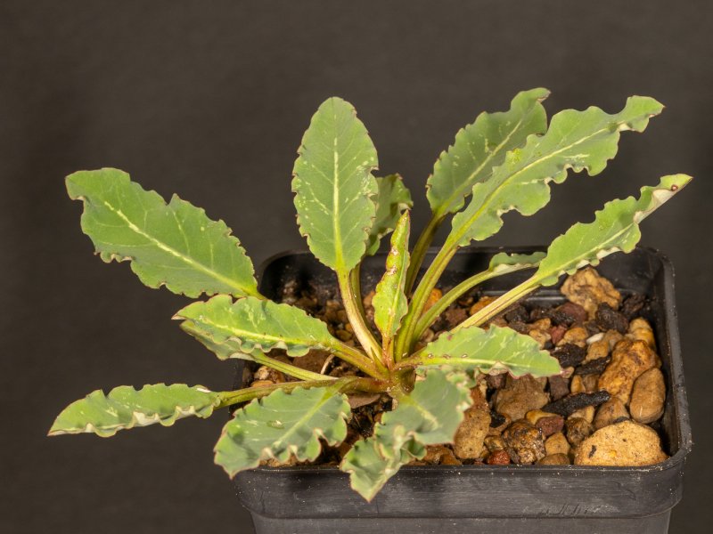 euphorbia spannringii