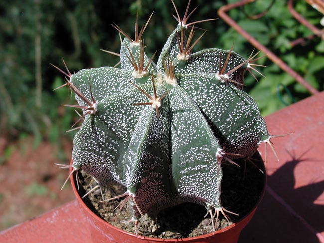 Astrophytum ornatum 