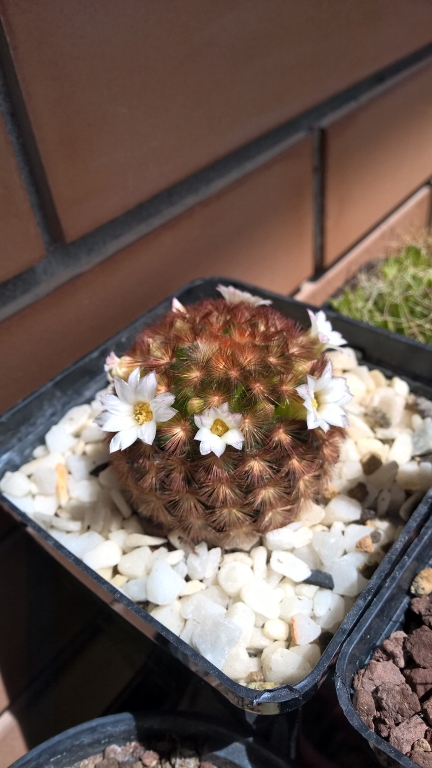 Mammillaria carmenae cv. rubra 