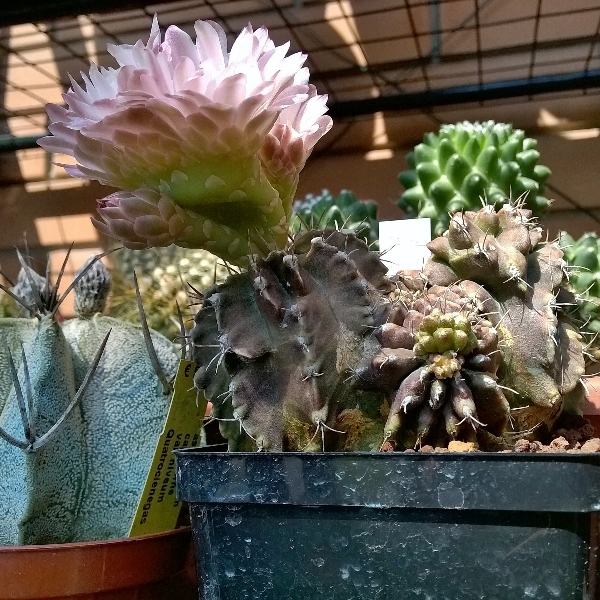 Gymnocalycium friedrichii f. monstruosum 