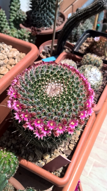 Mammillaria mystax 