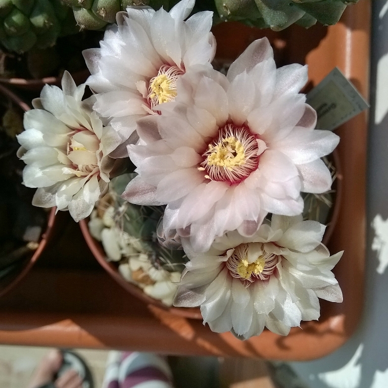 Gymnocalycium quehlianum 