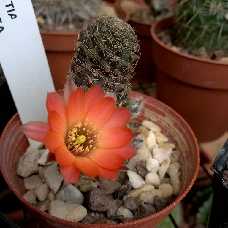 Rebutia pygmaea 