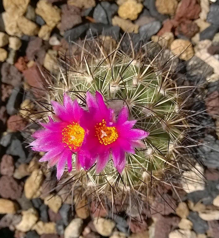 Turbinicarpus viereckii 