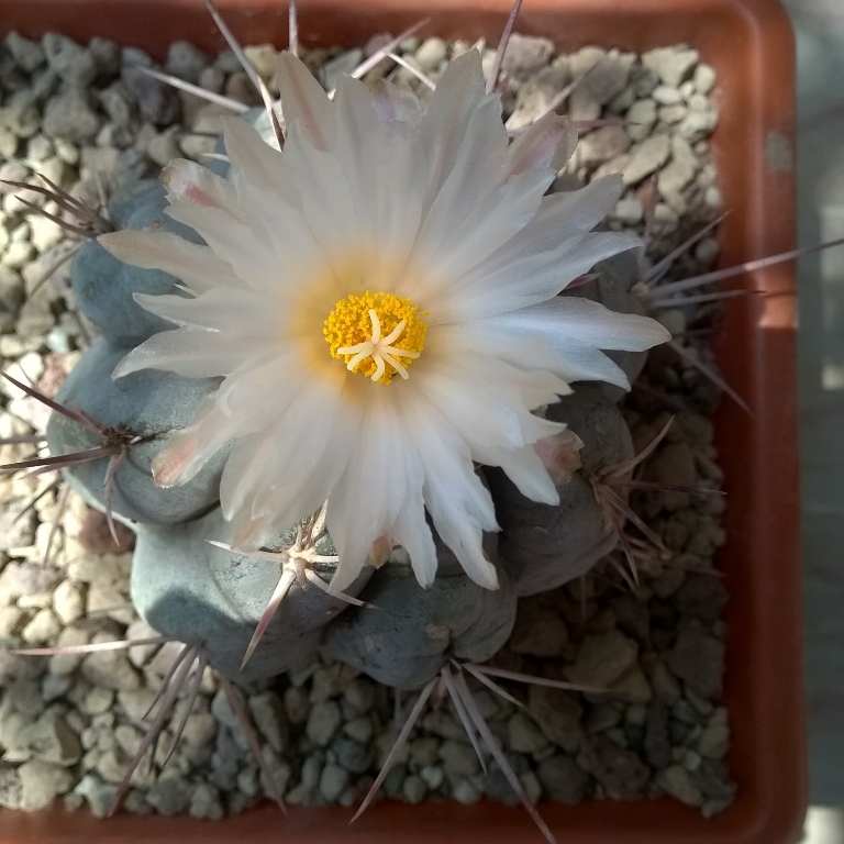 Thelocactus hexaedrophorus 