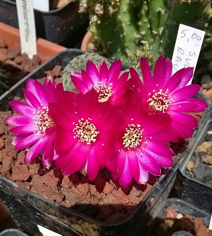 Sulcorebutia rauschii 