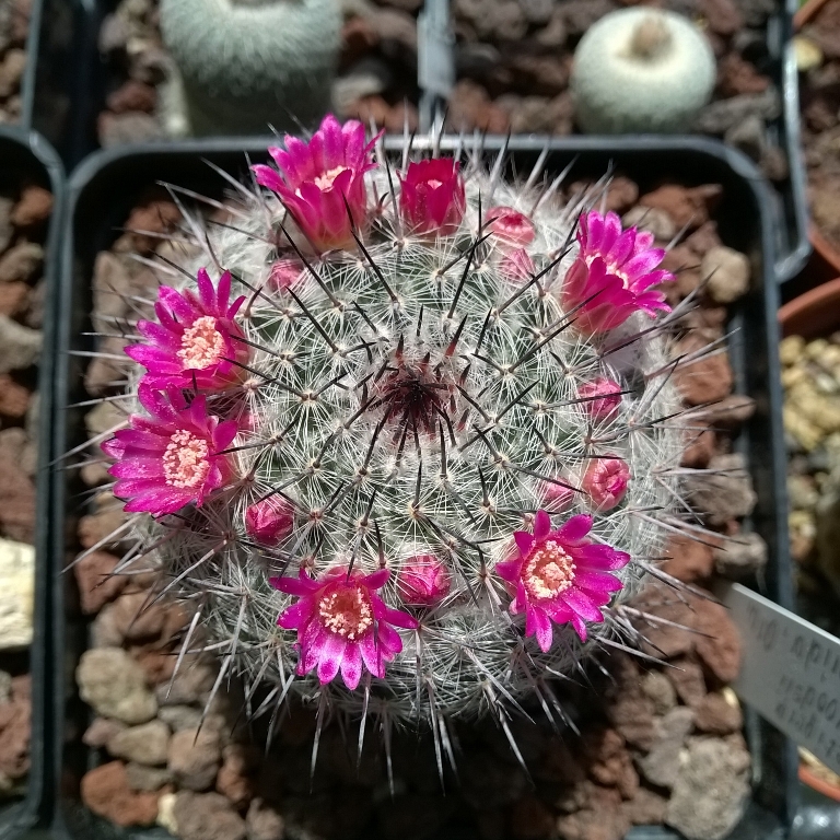 Mammillaria saetigera ssp. woodsii Rog 580