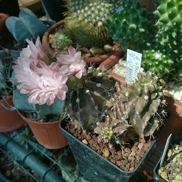 Gymnocalycium friedrichii f. monstruosum 