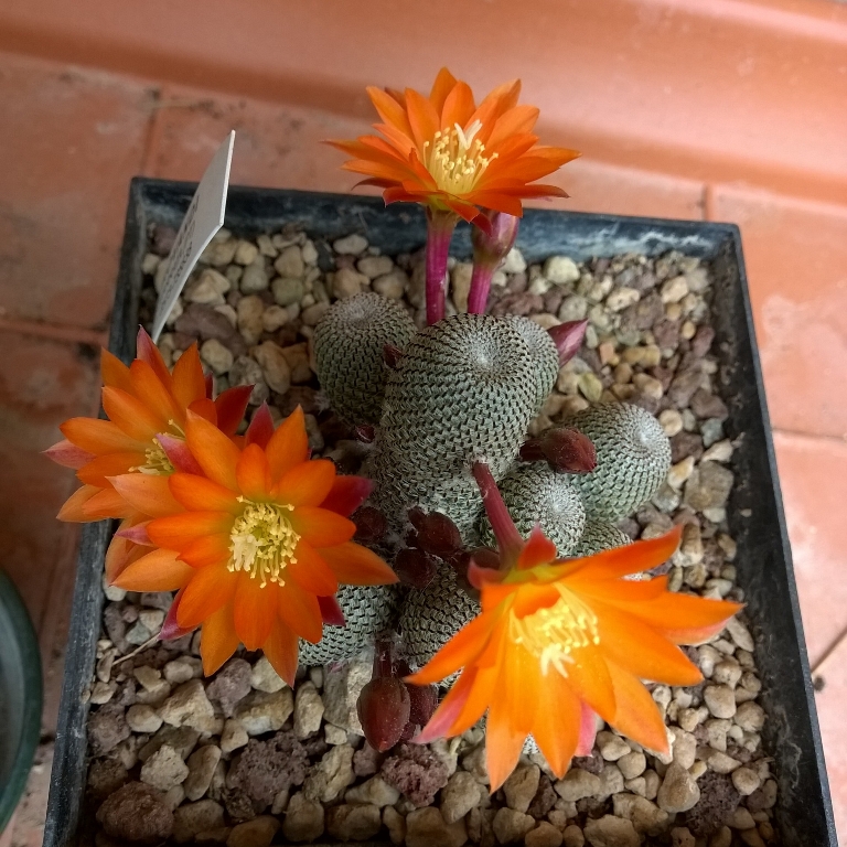 Rebutia heliosa 