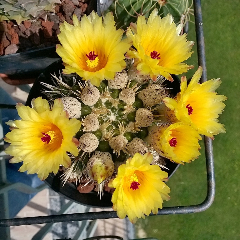 parodia mammulosa