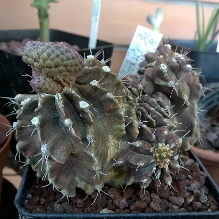 Gymnocalycium mihanovichii f. monstruosum 