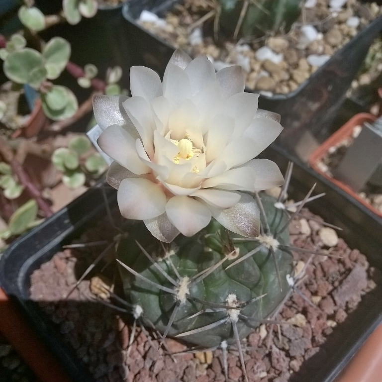 Gymnocalycium gibbosum v. brachypetalum 