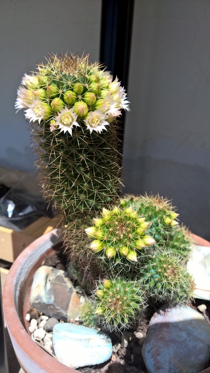 Mammillaria backebergiana cv. fiore bianco 