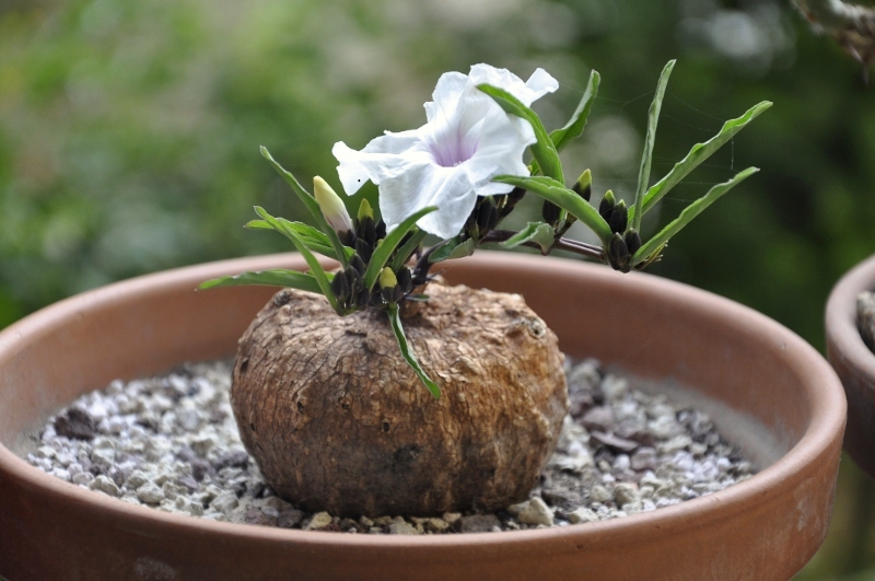 ipomoea bolusiana