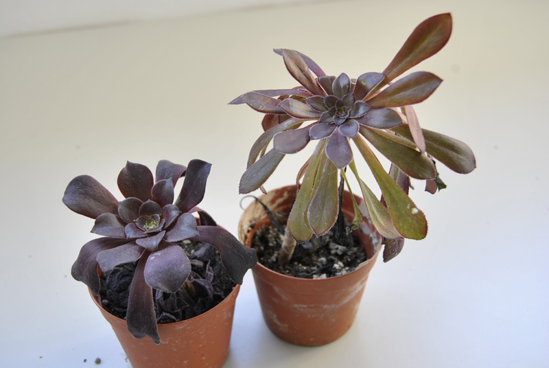 Aeonium  
