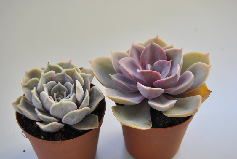 Echeveria  